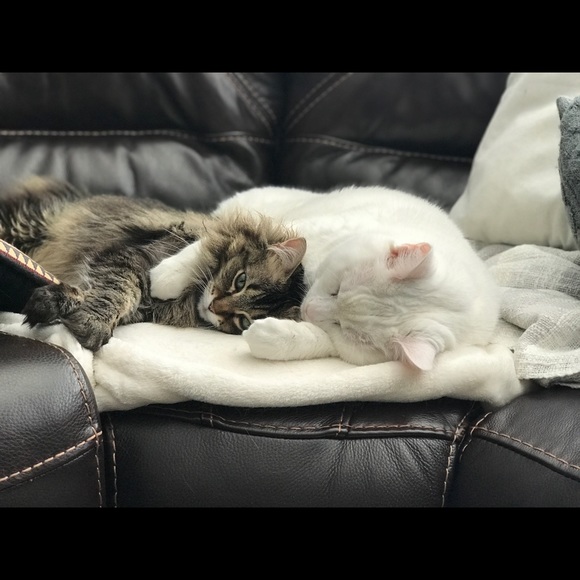 Meet your Posher, Danielle - Picture 4 of 4